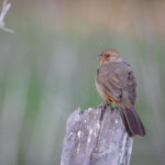 《安徽直播大唐荣耀》再现盛唐风华璀璨 mhw1dpe41r