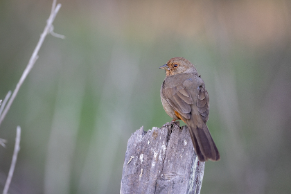 《安徽直播大唐荣耀》再现盛唐风华璀璨 《安徽直播大唐荣耀》再现盛唐风华璀璨